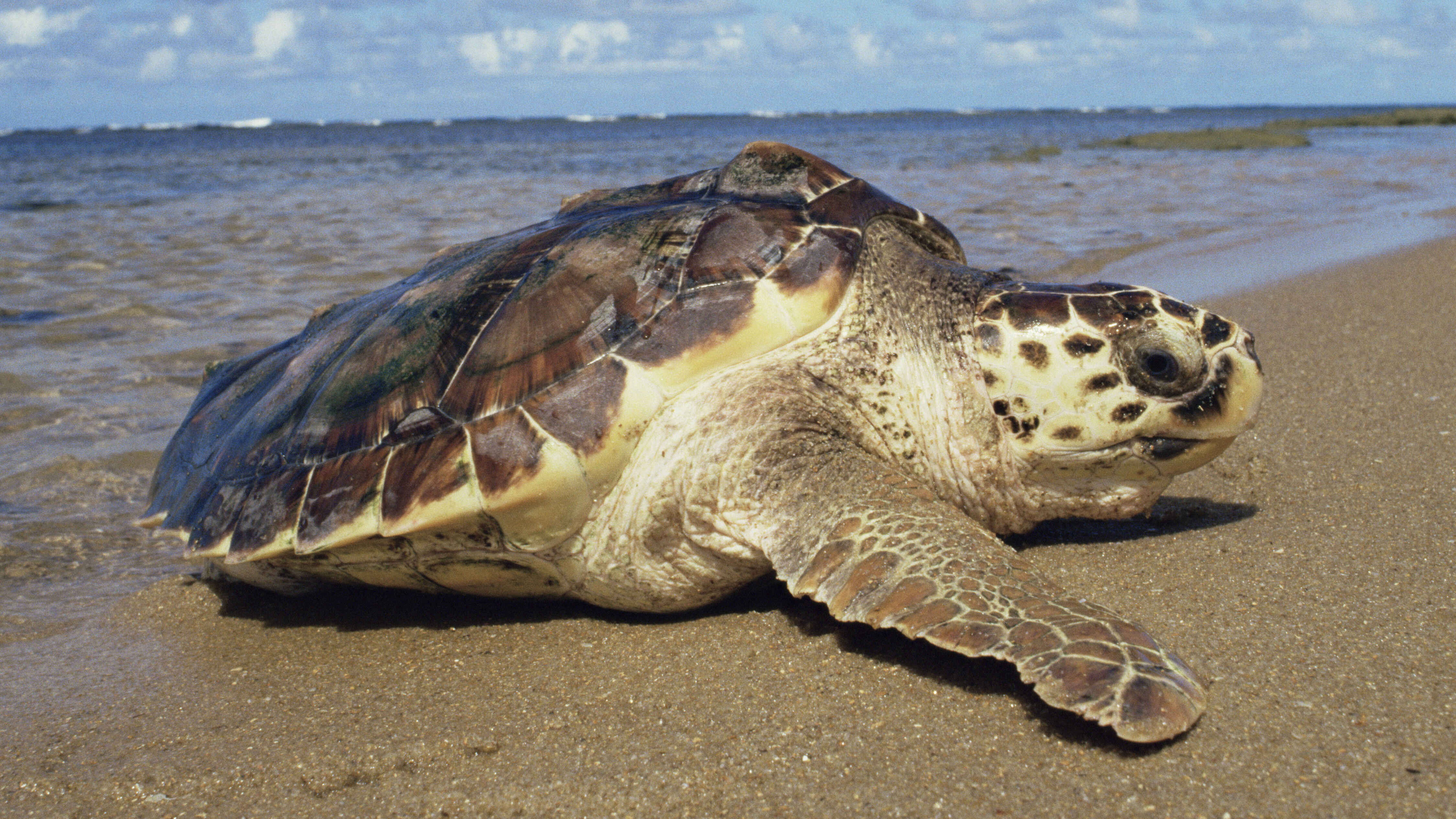 SEA TURTLE | Global Environmental Conservation Organization - WWF Indonesia